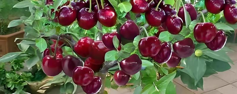 家庭车厘子小盆栽的种植方法，栽种前要对盆土消毒处理