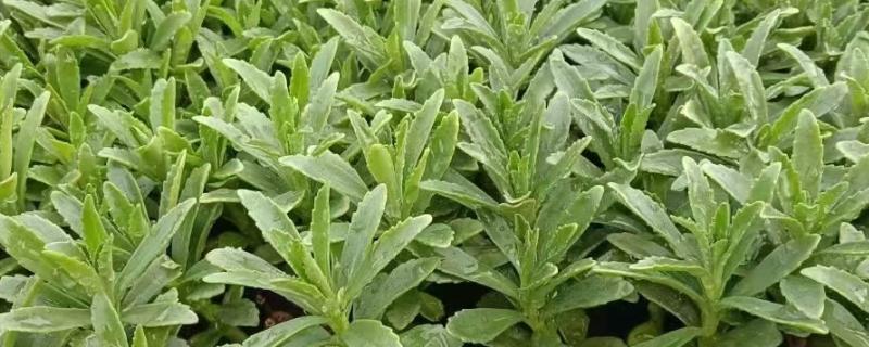 费菜怎么种植，枝叶生长旺季每天早晚浇一次水