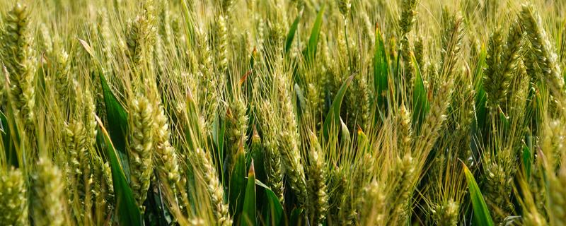 小麦种子能留种几代，通常小麦种子不留种