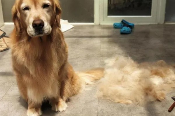 狗狗脱毛的原因，可能是过敏了或皮肤感染所致