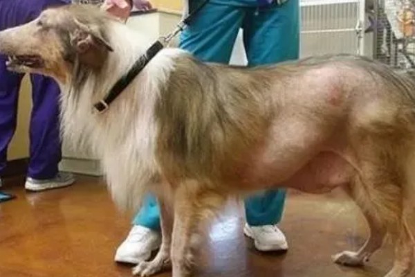 狗狗脱毛的原因，可能是过敏了或皮肤感染所致