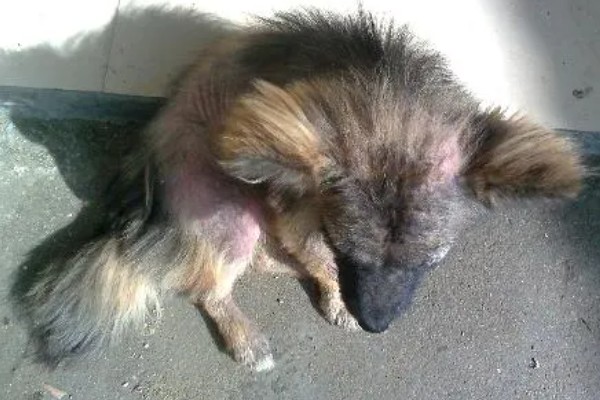 狗狗脱毛的原因，可能是过敏了或皮肤感染所致