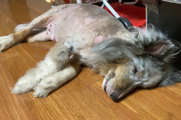 狗狗脱毛的原因，可能是过敏了或皮肤感染所致