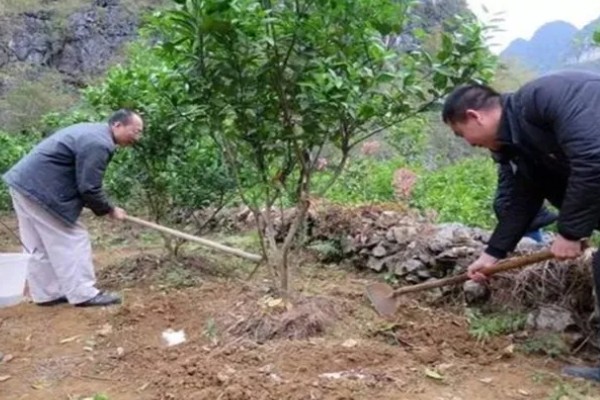 脐橙如何施肥，不同生长阶段的施肥方法不同