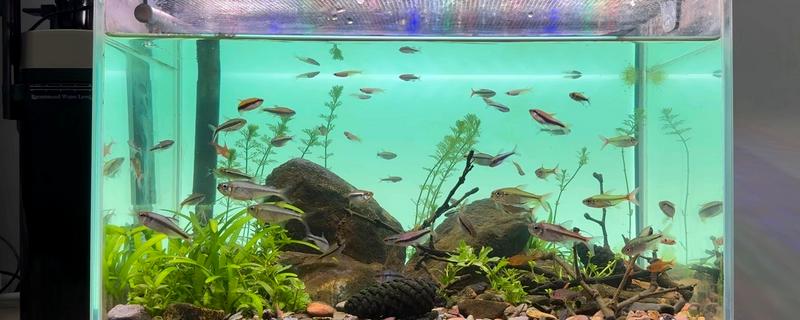 鱼缸过滤器太吵晚上能不能关闭，关闭后可能会导致硝化细菌死亡