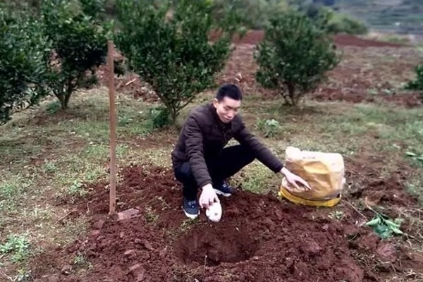 脐橙如何施肥，不同生长阶段的施肥方法不同