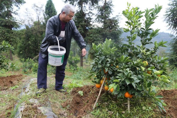 脐橙如何施肥，不同生长阶段的施肥方法不同