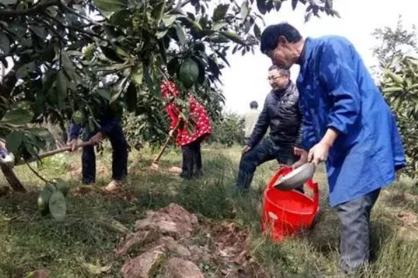 脐橙如何施肥，不同生长阶段的施肥方法不同