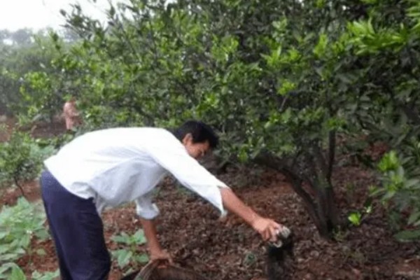 脐橙如何施肥，不同生长阶段的施肥方法不同