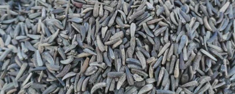 云木香种子的价格，一斤售价65元左右