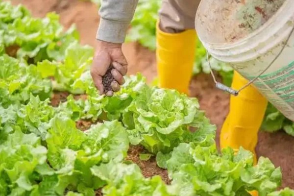 沼液、沼渣在蔬菜上的正确施肥方法,通常采用根部淋浇的方法
