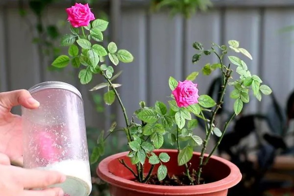 月季的施肥方法，春季萌芽期可施一次浓肥