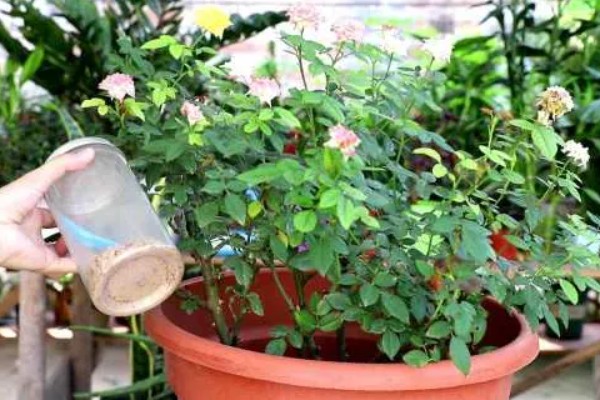 月季的施肥方法，春季萌芽期可施一次浓肥