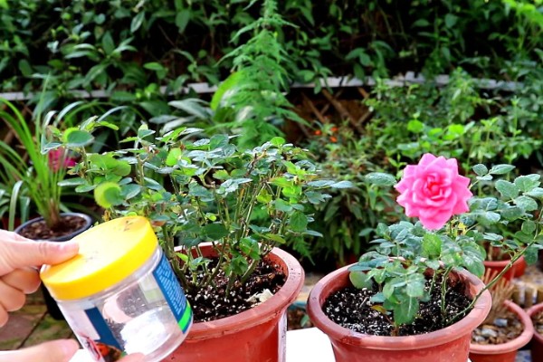 月季的施肥方法，春季萌芽期可施一次浓肥