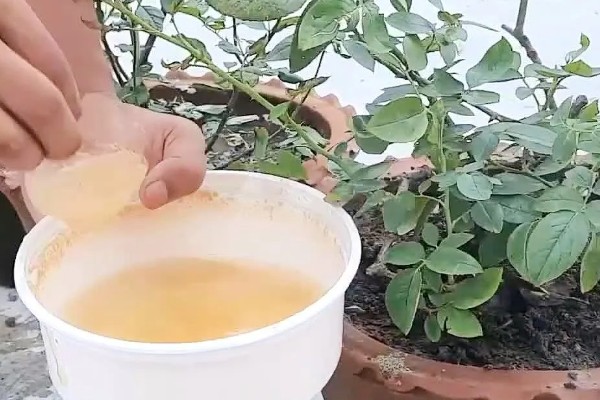 月季的施肥方法，春季萌芽期可施一次浓肥