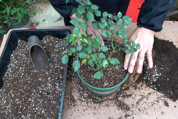 月季的施肥方法，春季萌芽期可施一次浓肥