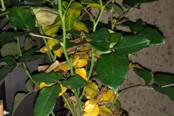 月季的施肥方法，春季萌芽期可施一次浓肥