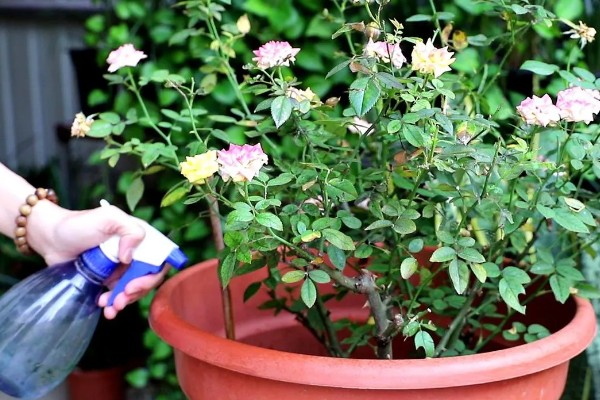 月季的施肥方法，春季萌芽期可施一次浓肥