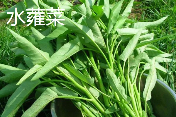 空心菜类似的菜有哪些,有红薯叶、菜心等