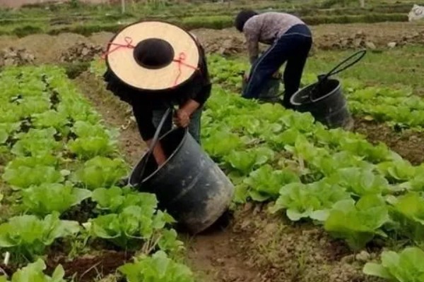 沼液、沼渣在蔬菜上的正确施肥方法,通常采用根部淋浇的方法
