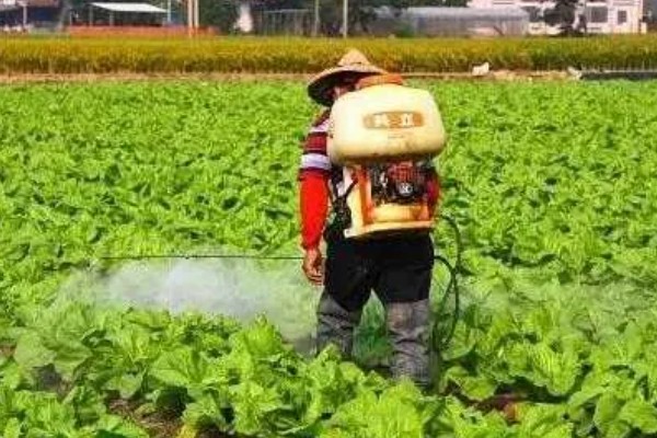 沼液、沼渣在蔬菜上的正确施肥方法,通常采用根部淋浇的方法