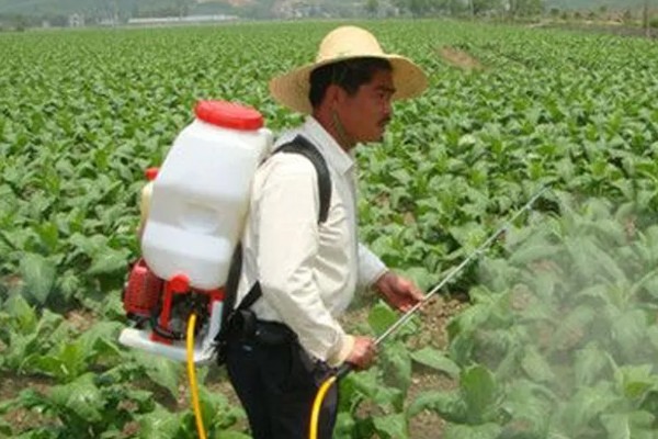 沼液、沼渣在蔬菜上的正确施肥方法,通常采用根部淋浇的方法