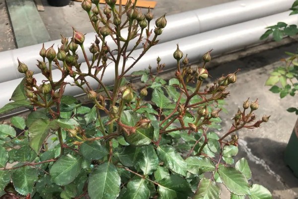 月季花扦插方法，通常在春季4-5月份扦插