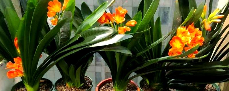 君子兰能浇茶叶水吗，是不可用茶水浇的