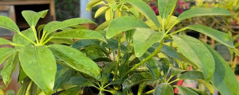 八方来财树如何扦插，分为硬枝扦插和软枝扦插