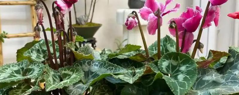 仙客来灰霉病有哪些症状，全叶会变褐、干祜等