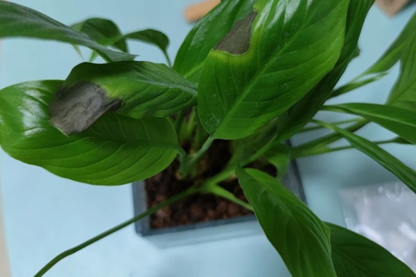 白掌叶子发黑的原因，可能是温度太低所致