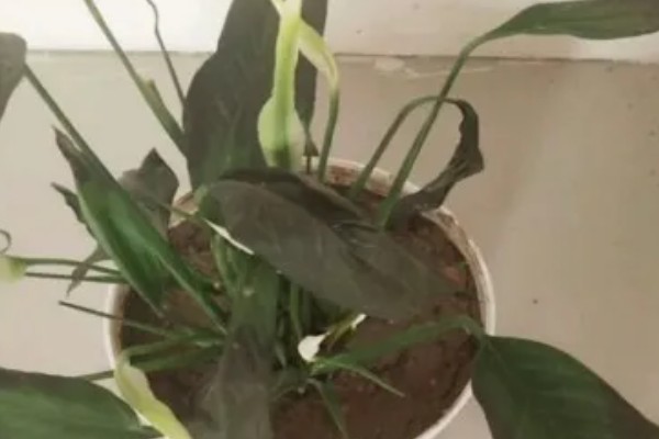 白掌叶子发黑的原因，可能是温度太低所致