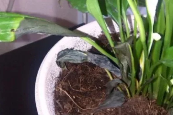 白掌叶子发黑的原因，可能是温度太低所致