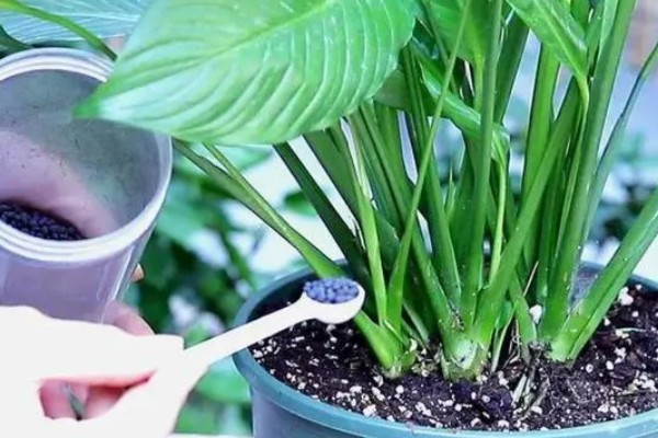 白掌叶子发黑的原因，可能是温度太低所致