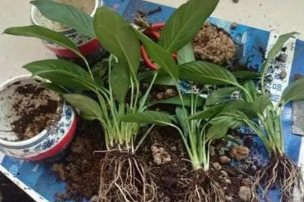 白掌叶子发黑的原因，可能是温度太低所致