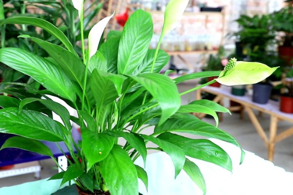 白掌叶子发黑的原因，可能是温度太低所致