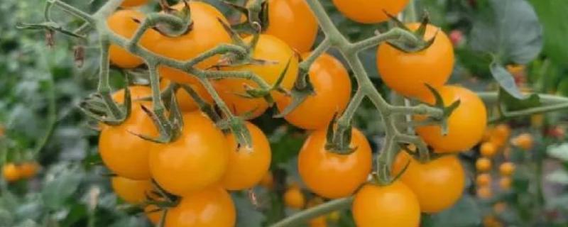 黄番茄与红番茄的区别，颜色不同