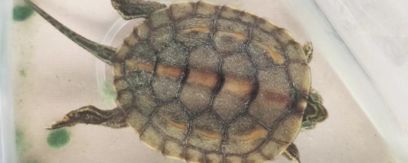 乌龟睡觉的时间，非冬眠期每日睡眠约15小时