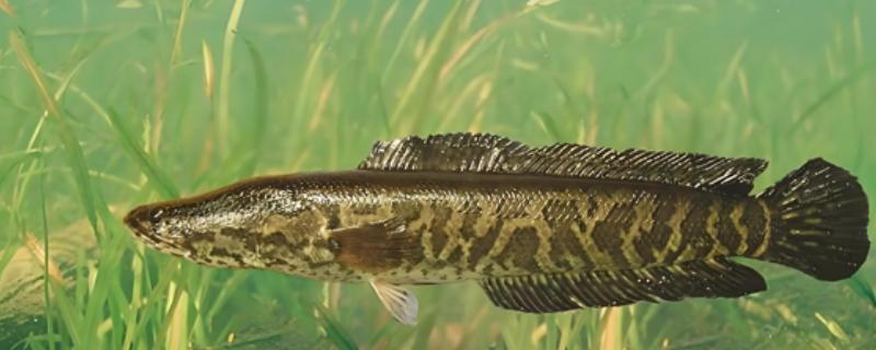 黑鱼与鲶鱼的区别，品种与外观均不同