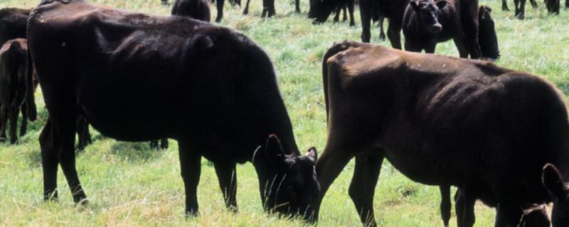 中国养不出和牛的原因，日本严禁和牛出口