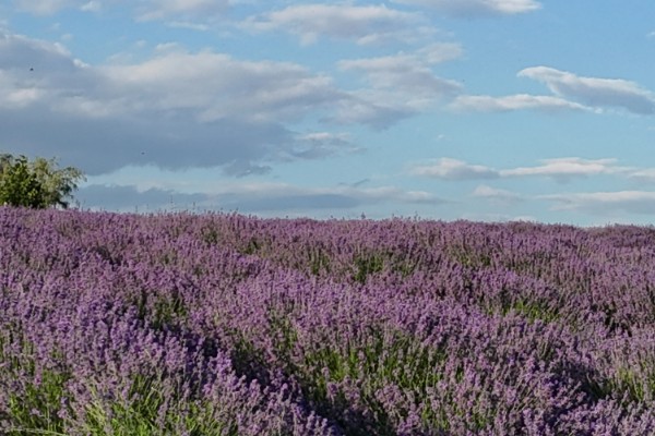 薰衣草蜜简介,是产于伊犁地区的特色蜂蜜