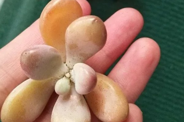 桃蛋叶插放牙签的原因，起到支撑保鲜膜的作用