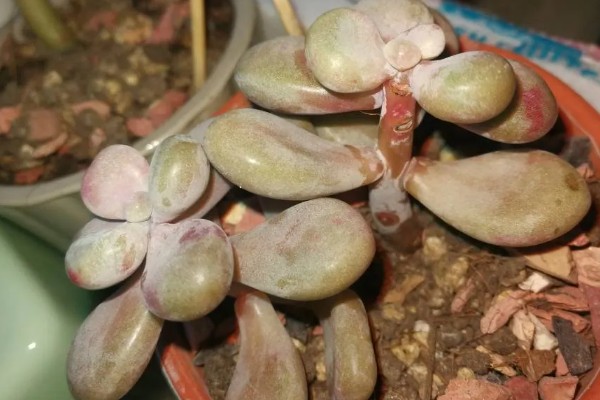 桃蛋叶插放牙签的原因，起到支撑保鲜膜的作用