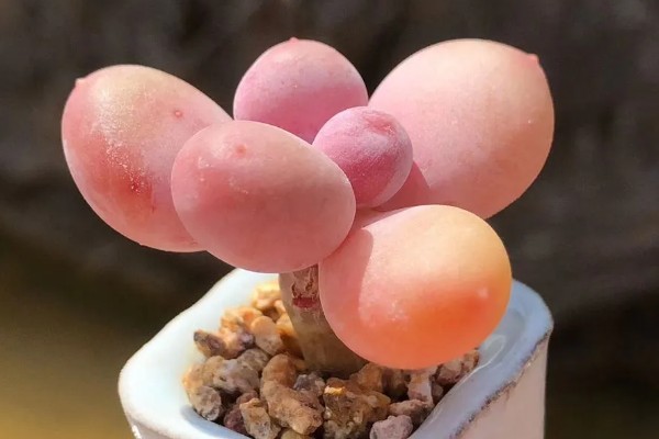 桃蛋叶插放牙签的原因，起到支撑保鲜膜的作用