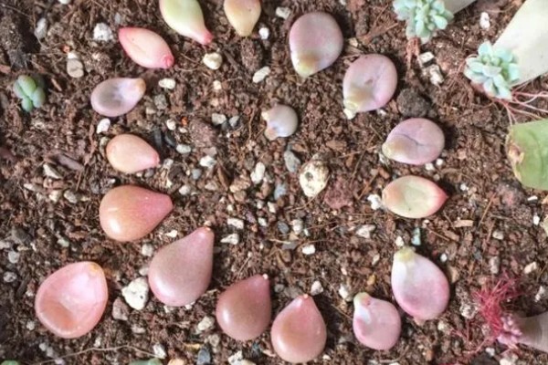 桃蛋叶插放牙签的原因，起到支撑保鲜膜的作用