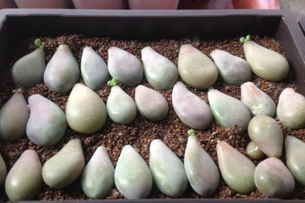 桃蛋叶插放牙签的原因，起到支撑保鲜膜的作用