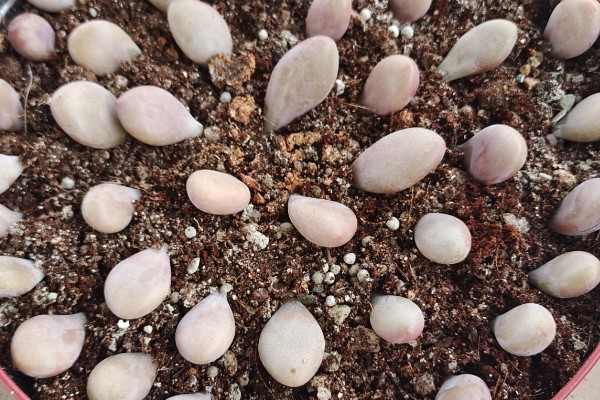 桃蛋叶插放牙签的原因，起到支撑保鲜膜的作用