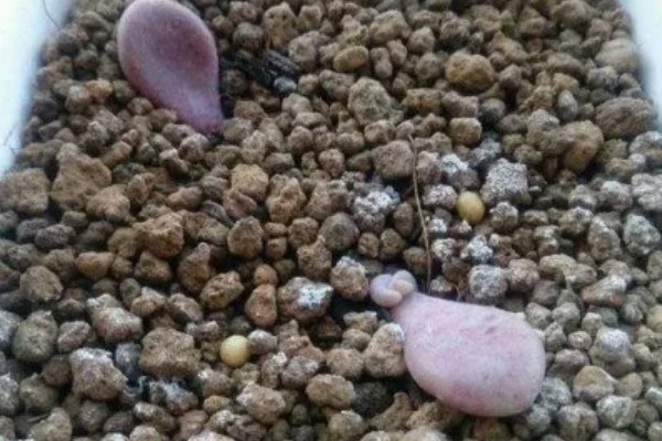 桃蛋叶插放牙签的原因，起到支撑保鲜膜的作用