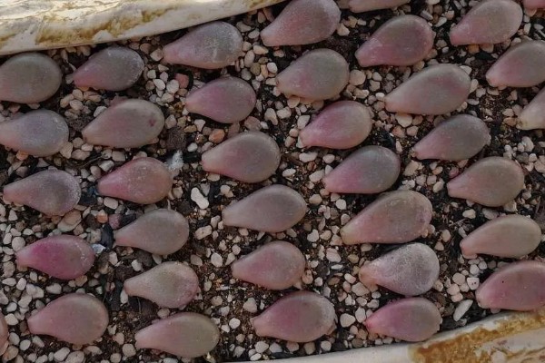 桃蛋叶插放牙签的原因，起到支撑保鲜膜的作用