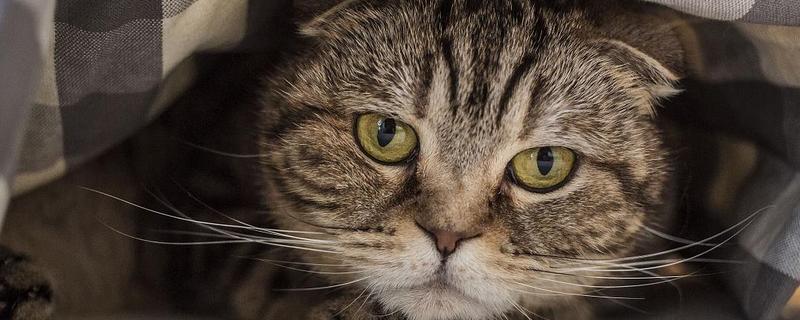 猫咪吓尿了有没有影响，会有一定的影响